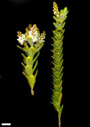 Veronica societatis. Sprigs showing variation in leaf size. Scale = 10 mm.
 Image: M.J. Bayly & A.V. Kellow © Te Papa CC-BY-NC 3.0 NZ